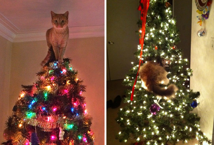 15 Gatos ayudando a decorar el árbol de Navidad