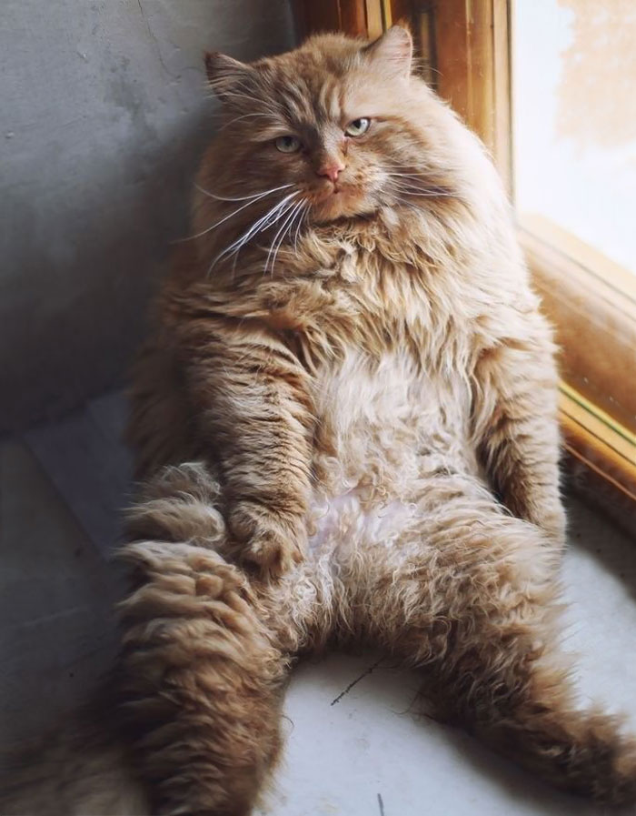 gatos-peludos-esponjosos (10)