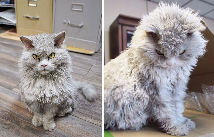 gatos-peludos-esponjosos (4)
