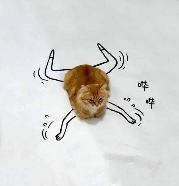 meme-foto-gato-dibujos-divertidos (10)