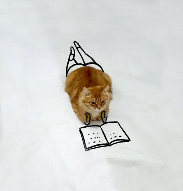 meme-foto-gato-dibujos-divertidos (15)