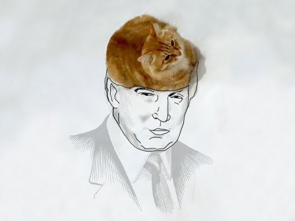 meme-foto-gato-dibujos-divertidos (6)