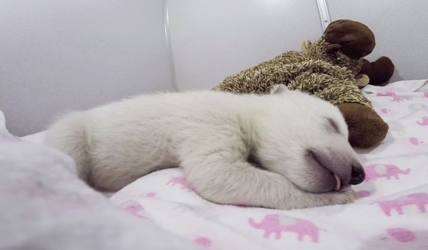 osezno-polar-abandonado-dormido-peluches-columbus-zoo