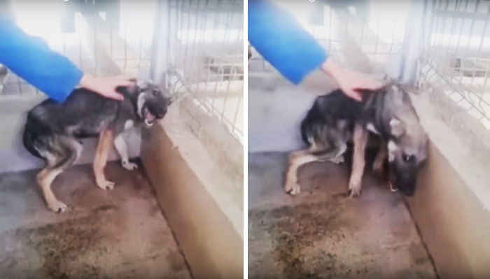 Perro maltratado siendo acariciado por primera vez (No lo veas con sonido si eres sensible)