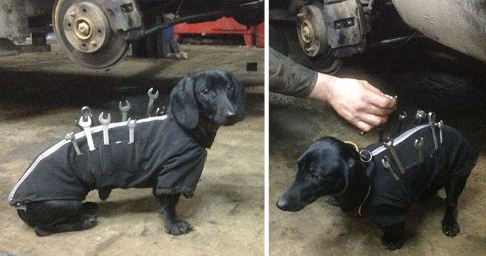 Este adorable perro con herramientas ayuda a los humanos a arreglar coches