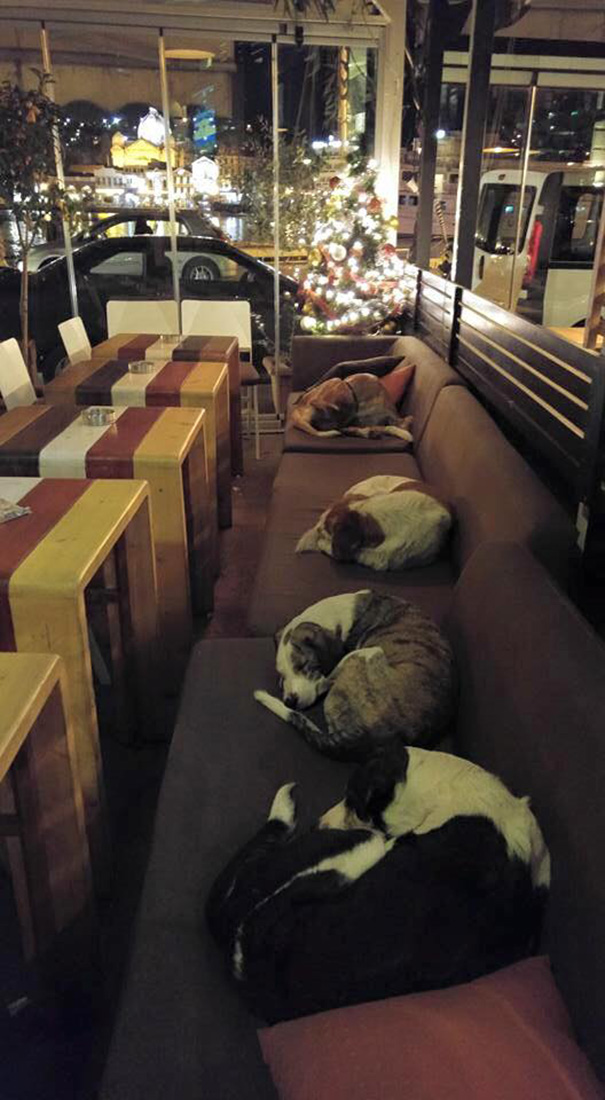 perros-callejeros-dormir-cafeteria-hott-spott-grecia (3)