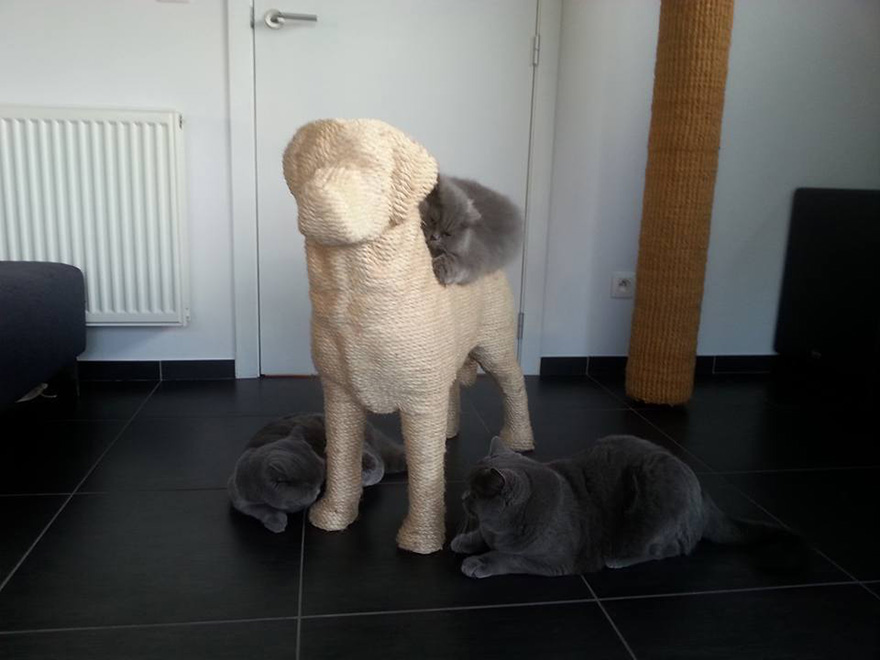 rascador-gatos-forma-perro-erik-stehmann (3)