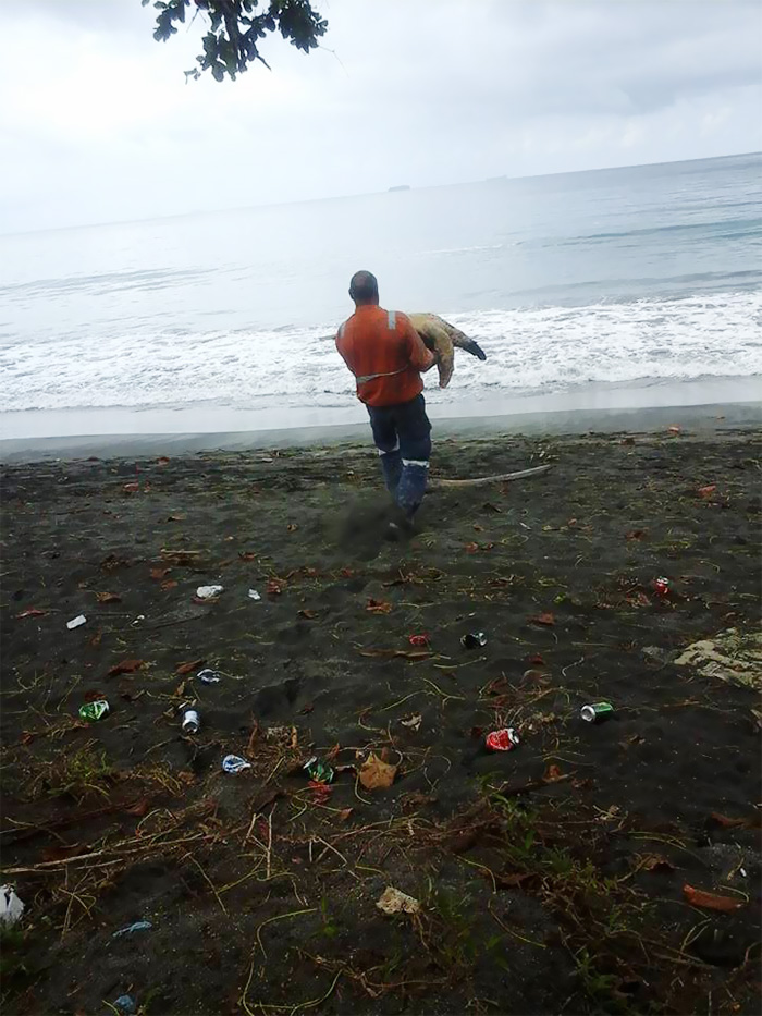 rescata-tortugas-marinas-arron-culling-papua-nueva-guinea (1)