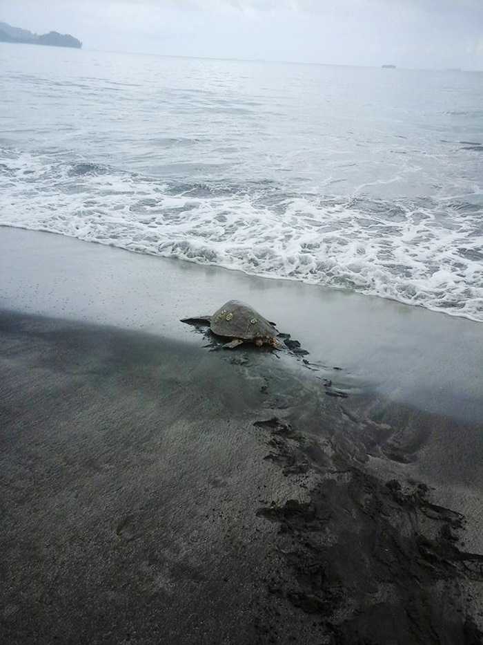 rescata-tortugas-marinas-arron-culling-papua-nueva-guinea (2)