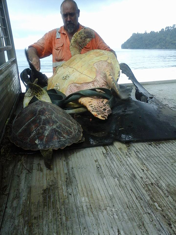 rescata-tortugas-marinas-arron-culling-papua-nueva-guinea (4)
