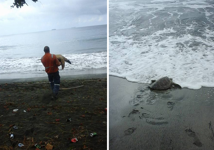 Este hombre compra tortugas en el mercado para devolverlas al mar