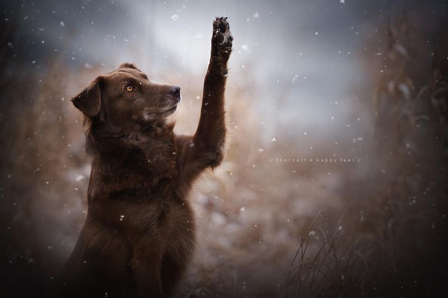 retratos-perros-naturaleza-anne-geier (1)