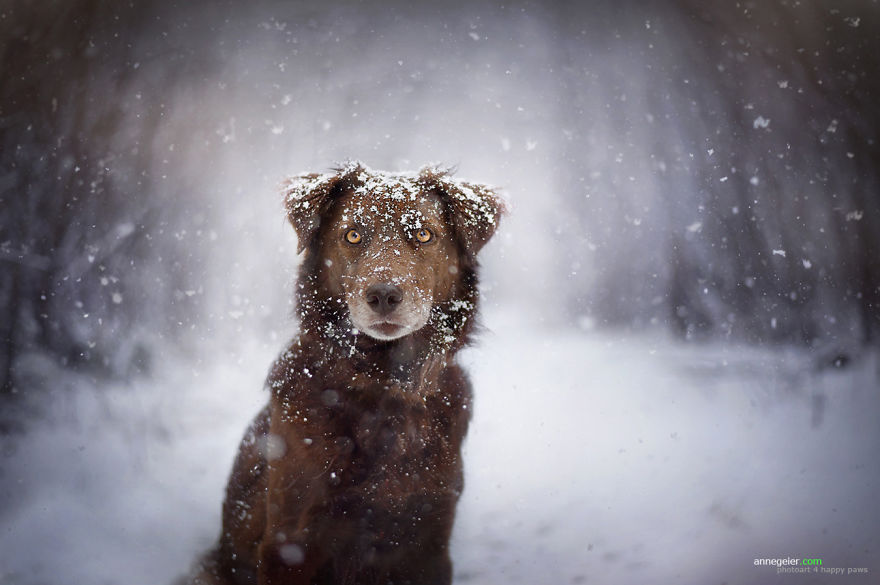 retratos-perros-naturaleza-anne-geier (10)