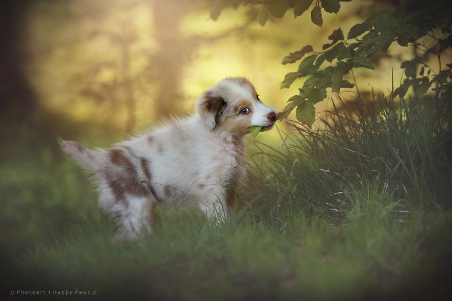 retratos-perros-naturaleza-anne-geier (11)
