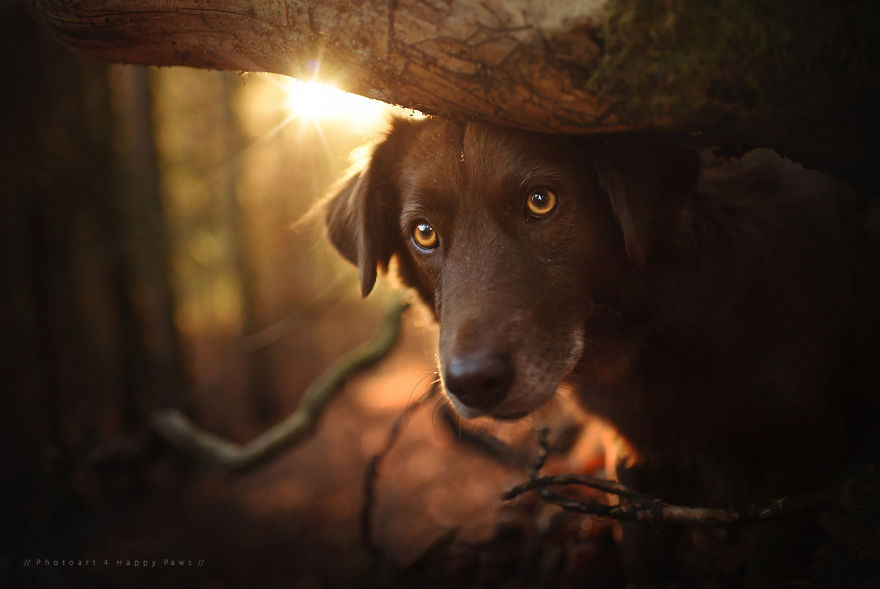 retratos-perros-naturaleza-anne-geier (12)