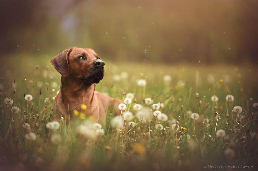 retratos-perros-naturaleza-anne-geier (13)