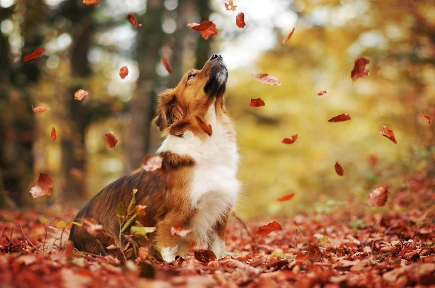 retratos-perros-naturaleza-anne-geier (16)
