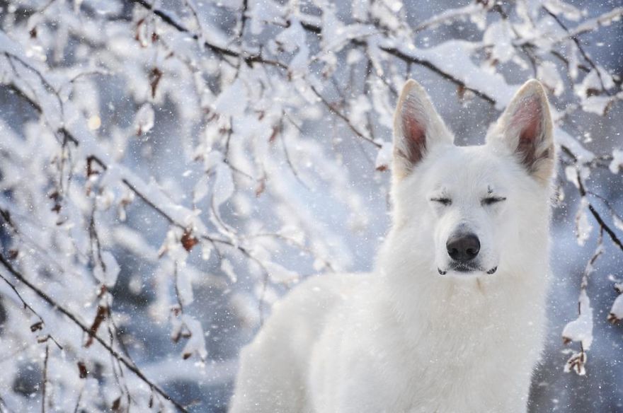 retratos-perros-naturaleza-anne-geier (17)