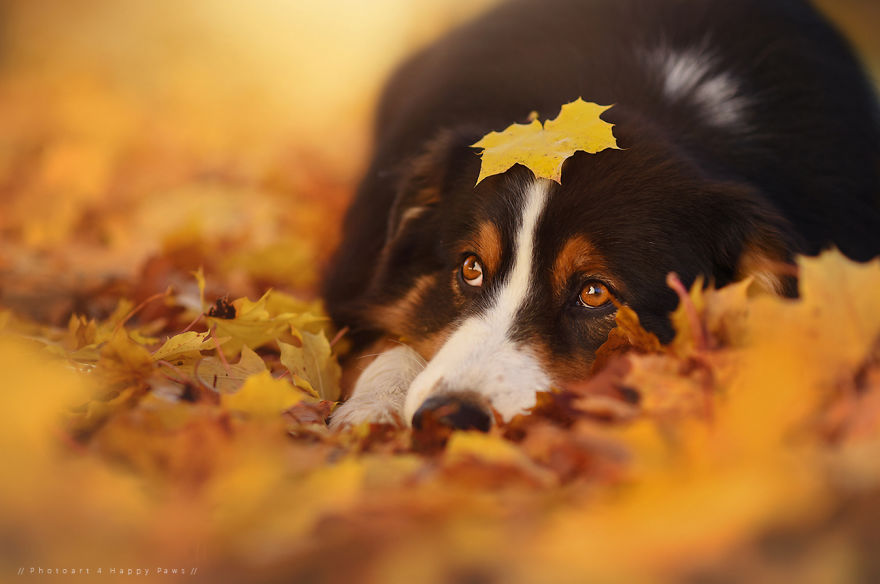 retratos-perros-naturaleza-anne-geier (18)