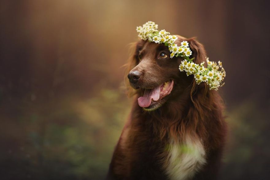 retratos-perros-naturaleza-anne-geier (19)