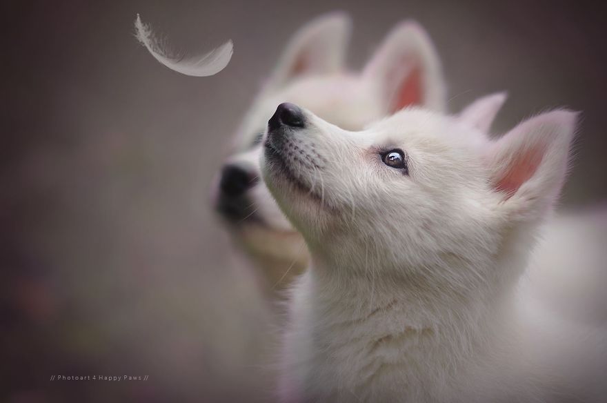 retratos-perros-naturaleza-anne-geier (2)