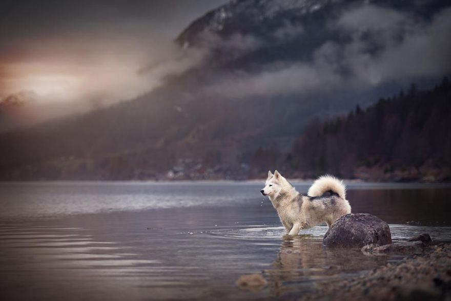 retratos-perros-naturaleza-anne-geier (20)