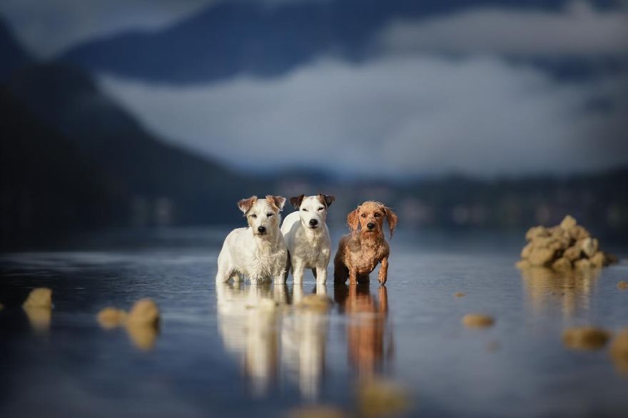 retratos-perros-naturaleza-anne-geier (22)