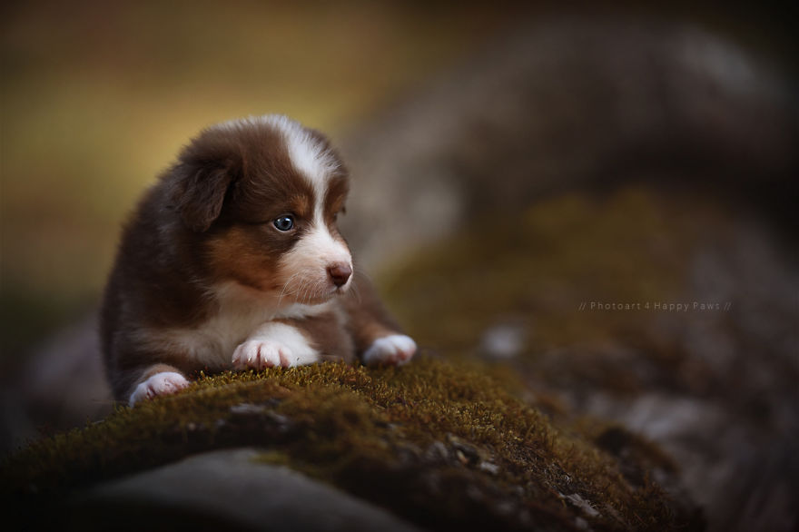 retratos-perros-naturaleza-anne-geier (23)