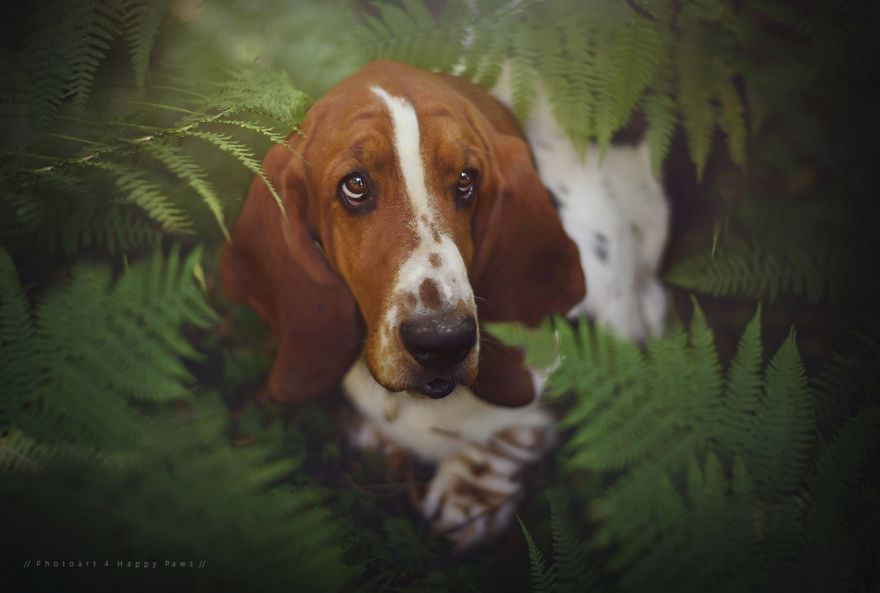 retratos-perros-naturaleza-anne-geier (24)