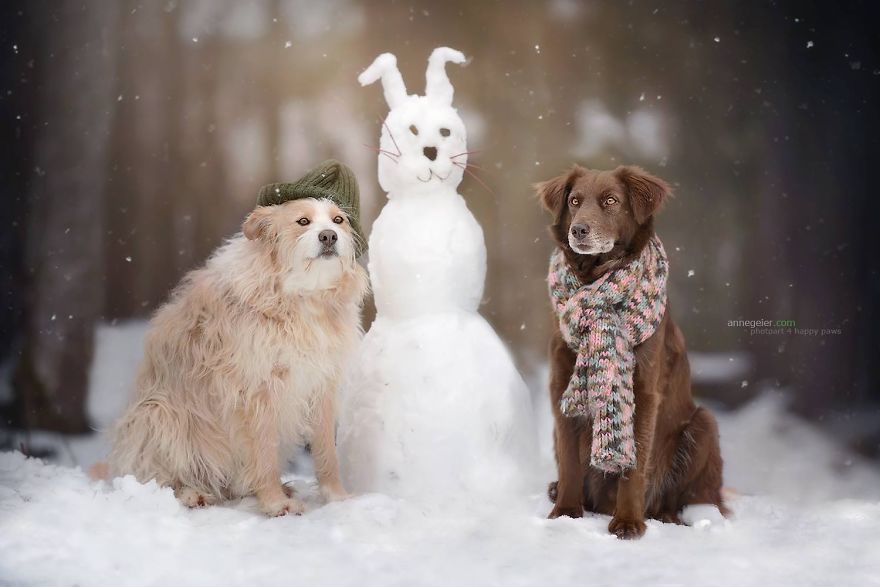 retratos-perros-naturaleza-anne-geier (27)