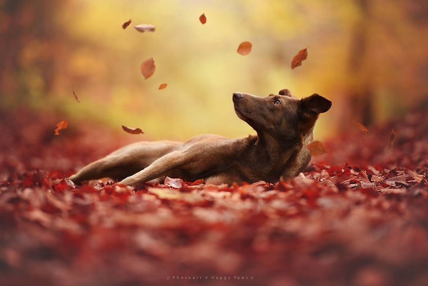 retratos-perros-naturaleza-anne-geier (3)