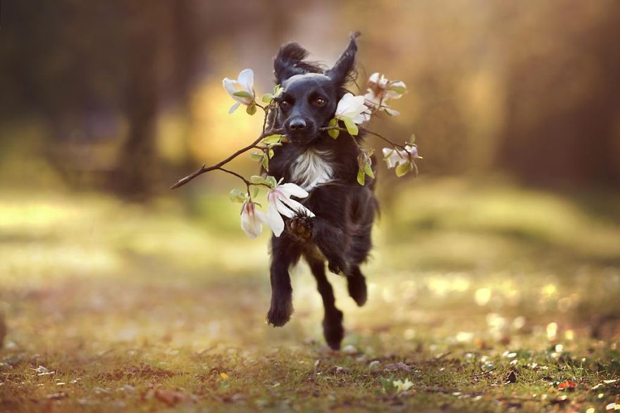 retratos-perros-naturaleza-anne-geier (4)