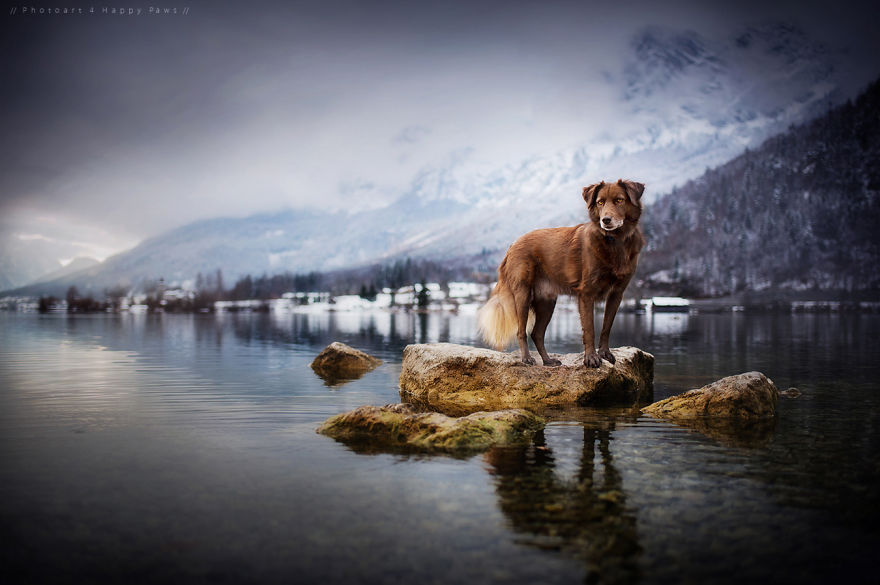 retratos-perros-naturaleza-anne-geier (5)