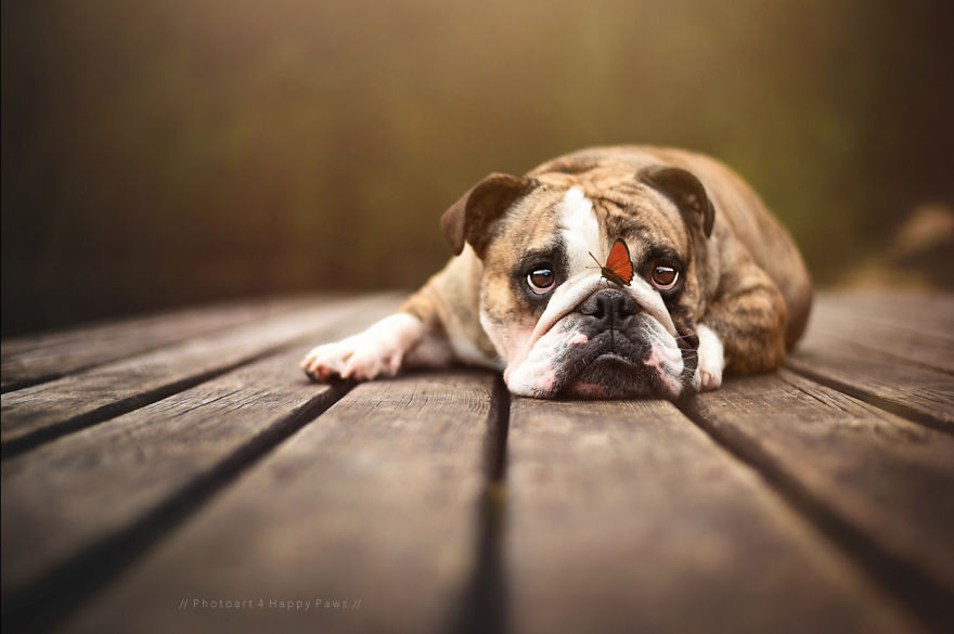 retratos-perros-naturaleza-anne-geier (6)