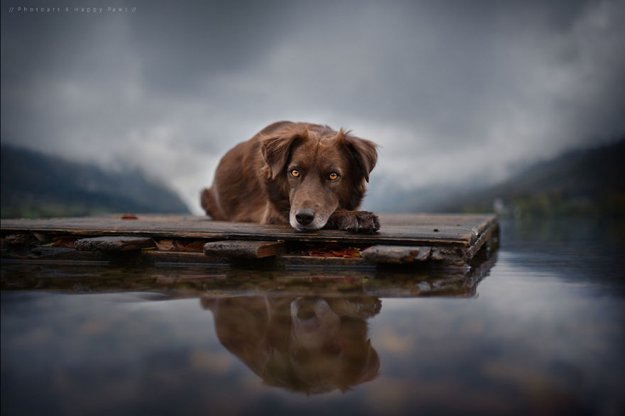 retratos-perros-naturaleza-anne-geier (7)