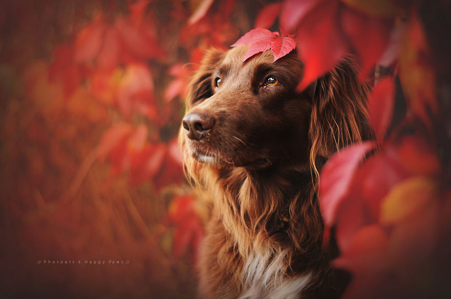 retratos-perros-naturaleza-anne-geier (8)