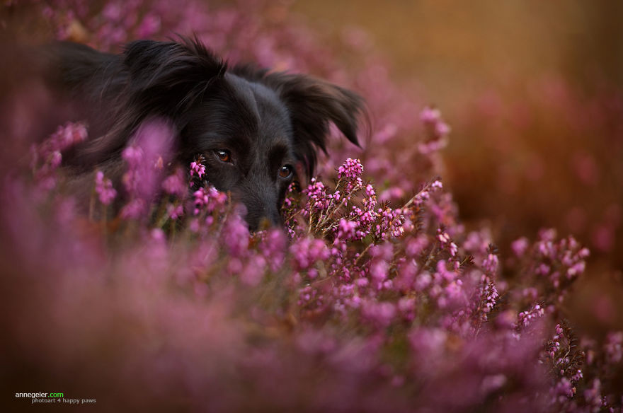 retratos-perros-naturaleza-anne-geier (9)