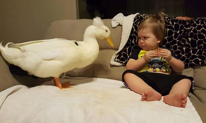 amistad-mascota-pato-beaker-nino-tyler-young (10)
