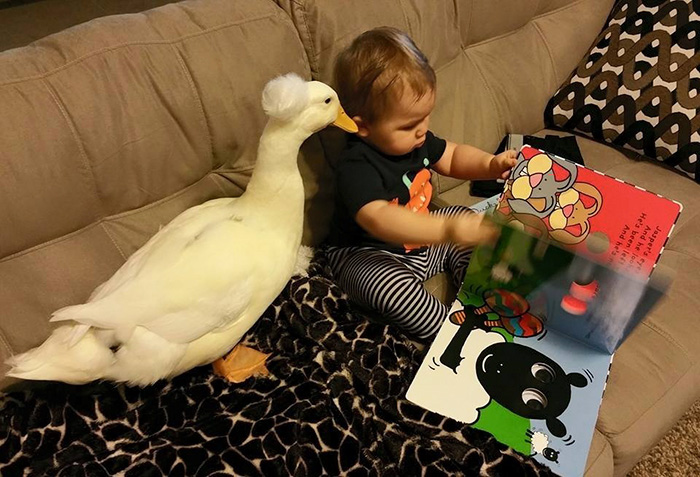 amistad-mascota-pato-beaker-nino-tyler-young (5)