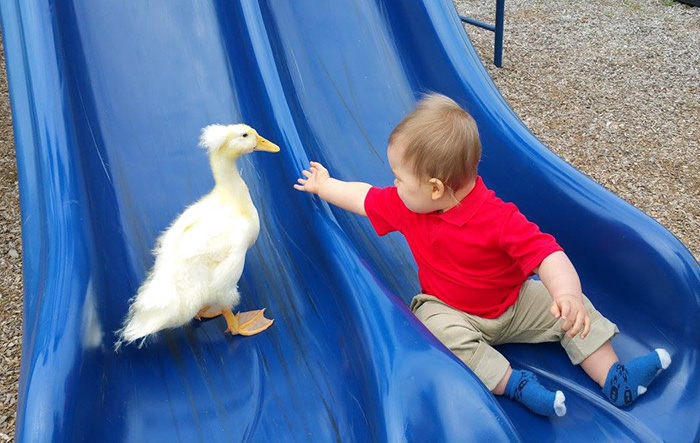amistad-mascota-pato-beaker-nino-tyler-young (8)