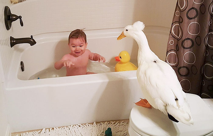 Este pato se convierte en el protector de este niño y le sigue por doquier