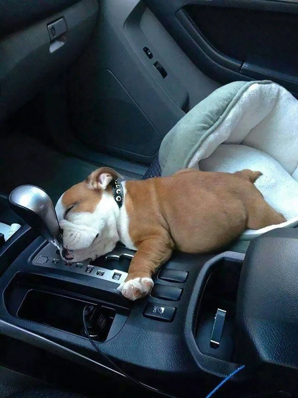 animales-durmiendo-cualquier-sitio (15)