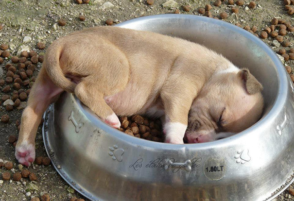 animales-durmiendo-cualquier-sitio (2)