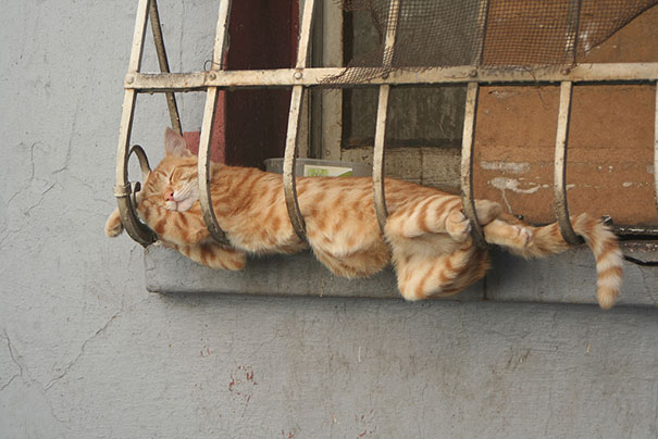 animales-durmiendo-cualquier-sitio- (2)