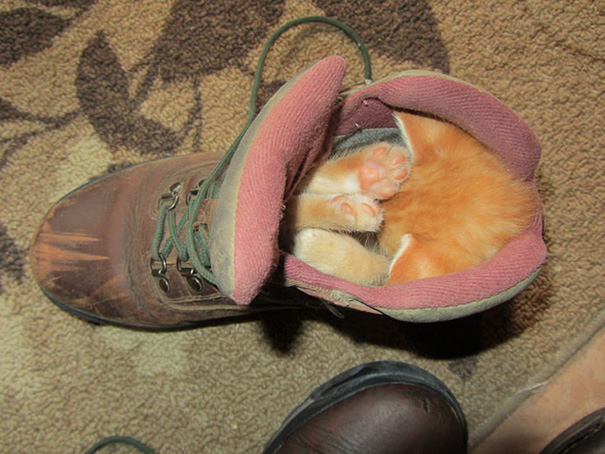 animales-durmiendo-cualquier-sitio- (3)