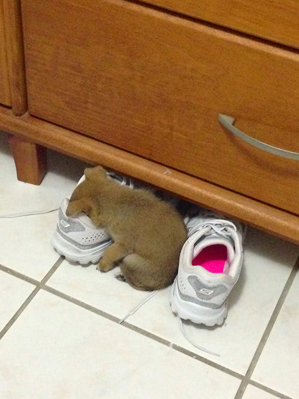 animales-durmiendo-cualquier-sitio (5)