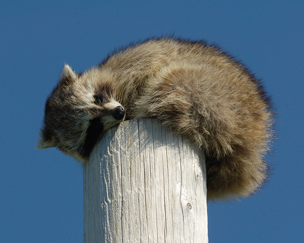 animales-durmiendo-cualquier-sitio- (6)