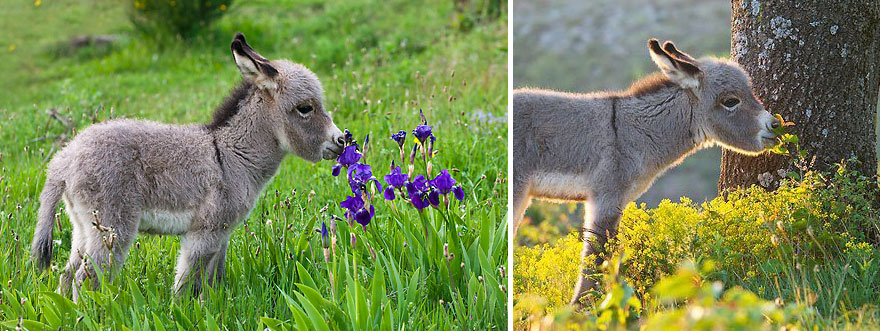 animales-oliendo-flores (1)