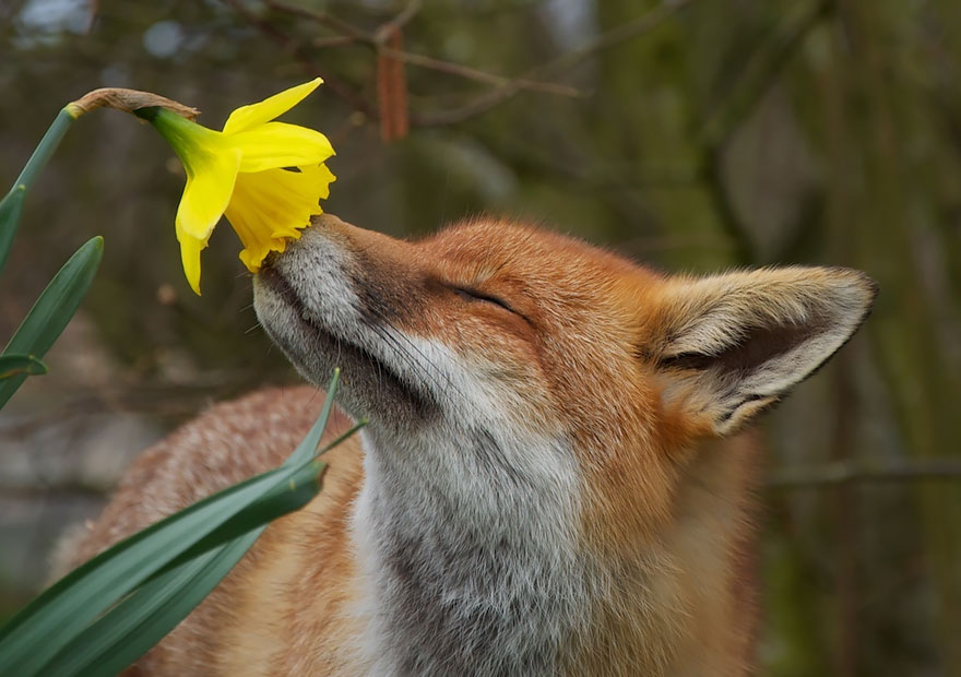animales-oliendo-flores (11)