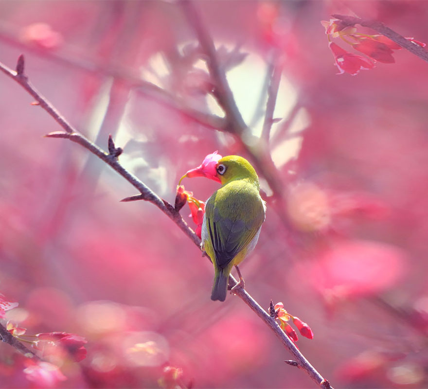 animales-oliendo-flores (13)